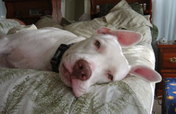Dozer on the bed