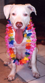 Luau Dozer