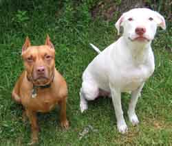 Fel and Dozer