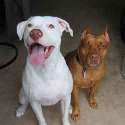 Fel and Dozer