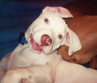Dozer in 2001, at about seven months