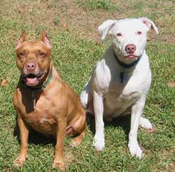 Felanie and Dozer, 2007