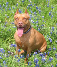 Fel in bluebonnets, 2005