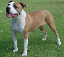 American Staffordshire Terrier, courtesy of Wikipedia