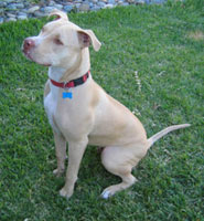 American Pit Bull Terrier, courtesy of Wikipedia