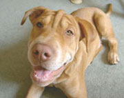 Bruno, a mixed breed