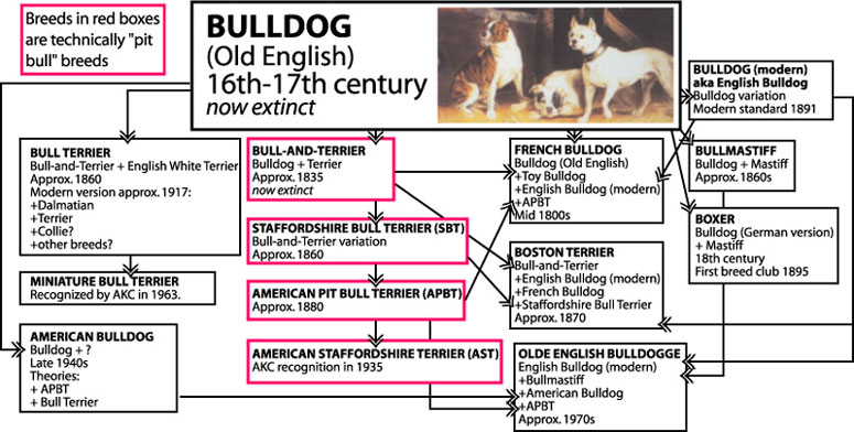 Graph showing the relationship of the many "bully" breeds