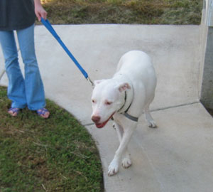 Thwarted! As Dozer pulls, the Easy Walk pulls him sideways. I'm standing in the back; I'm not exerting very much pressure at all.