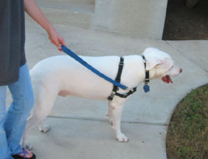 Dozer starts to walk forward while wearing the Easy Walk harness