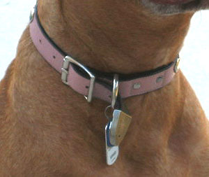 Felanie wears a pink leather flat buckle collar with silver heart studs.
