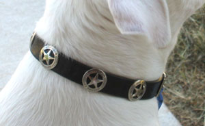 Dozer wears a black leather flat buckle collar with silver sheriff badge studs