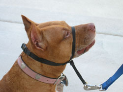 Felanie wears a Gentle Leader head halter