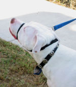Dozer pulls forward and the halter pulls his head to the side