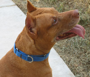 Felanie wearing a blue nylon limited slip collar